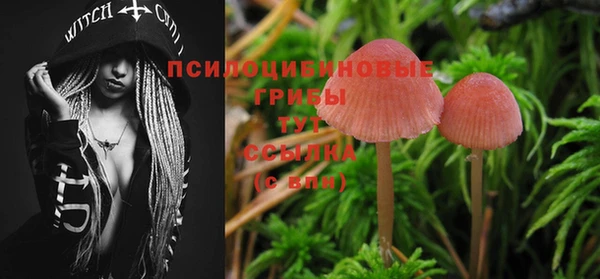 ПСИЛОЦИБИНОВЫЕ ГРИБЫ Инсар